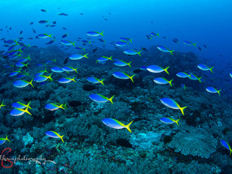 奄美大島の外洋の海で魚影に魅了された!