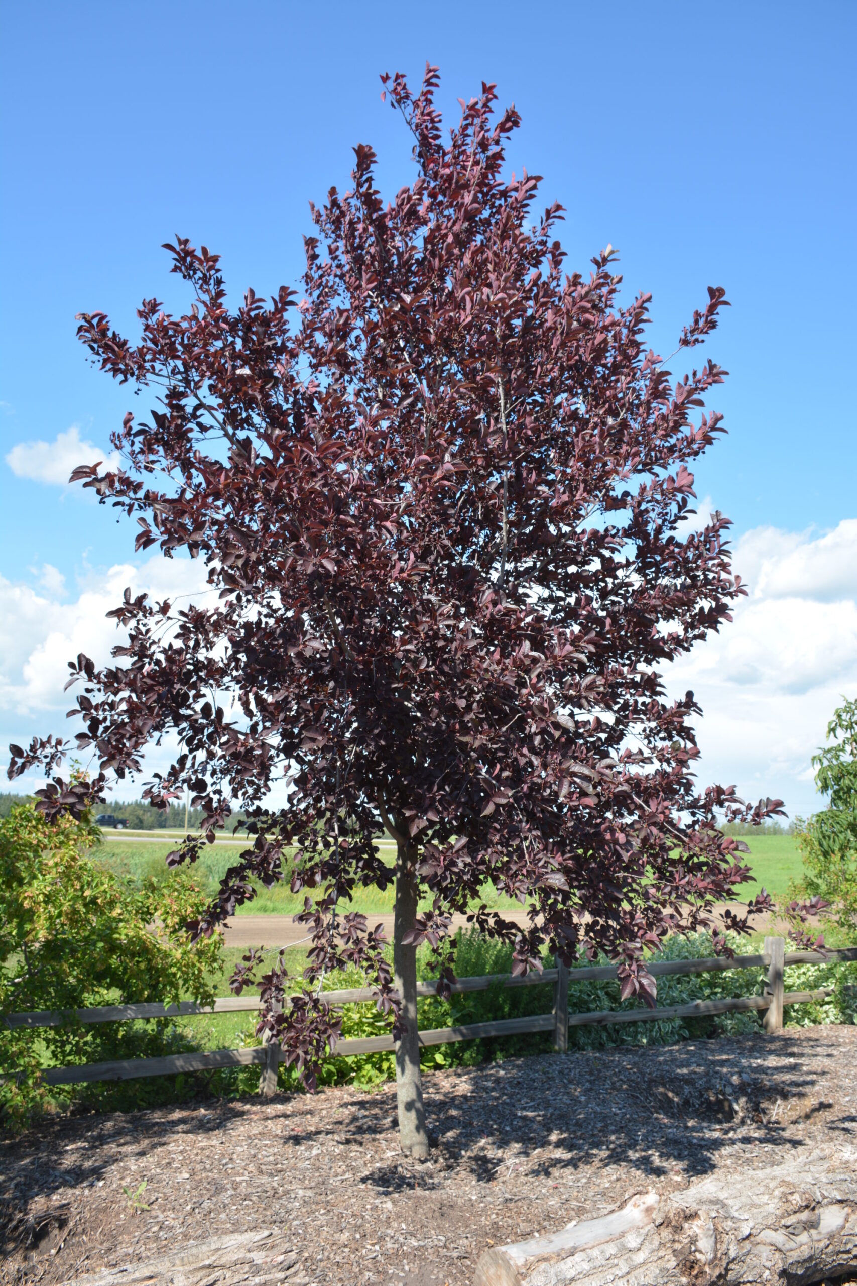 Chokecherry Schubert