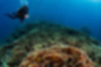 JUC_HP_UWpics-1_edited.jpg