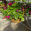Thumbnail: Moss Hanging Basket