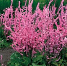 Statice Pink Pokers.jpg