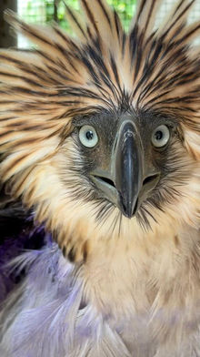 The Eagle the Maggots Almost Claimed