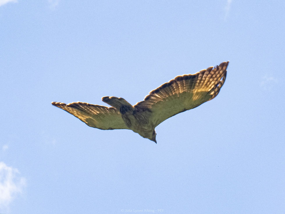 Lakpue soars freely over Leyte, beginning a new life in the wild.