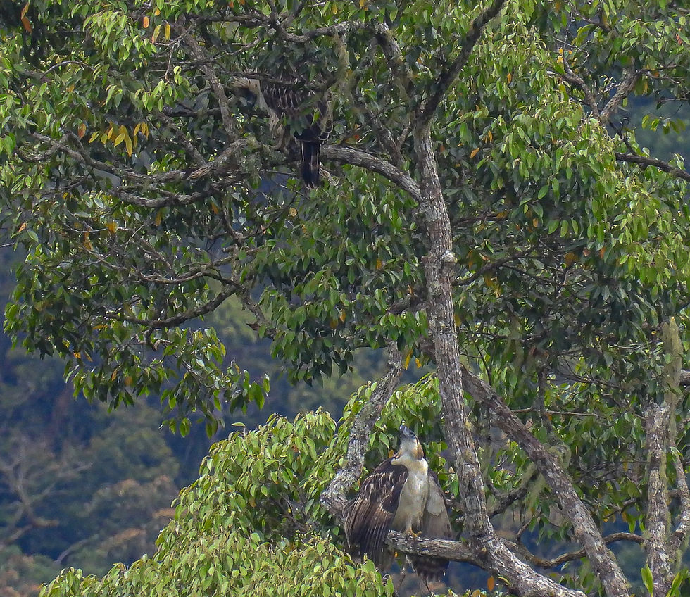 Young eagle below looking up and begging food from its parent above.