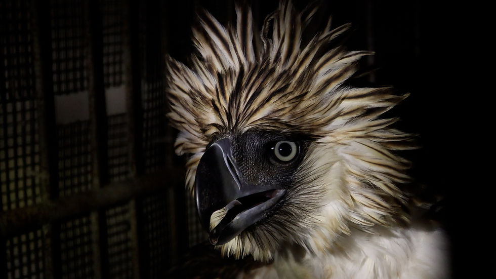 Another Eagle, Another Shooting: A Warning from the Forests of Magpet
