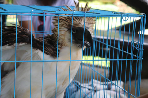 Rescuing Philippine Eagle Tagyaman Fernando