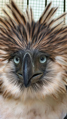 Philippine Eagle Sawaga-Dalwangan, Rescued by the Daraghuyan Community, Continues to Recover