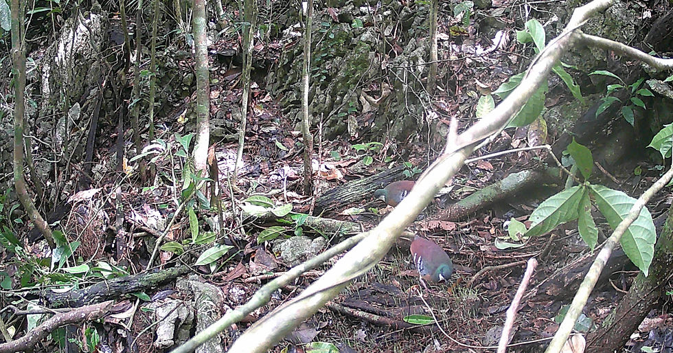 Camera Trap Images of the Mindanao Bleeding-heart (Gallicolumba crinigera crinigera) recorded in Mt. Hilong-Hilong Key Biodiversity Area, Surigao del Norte.