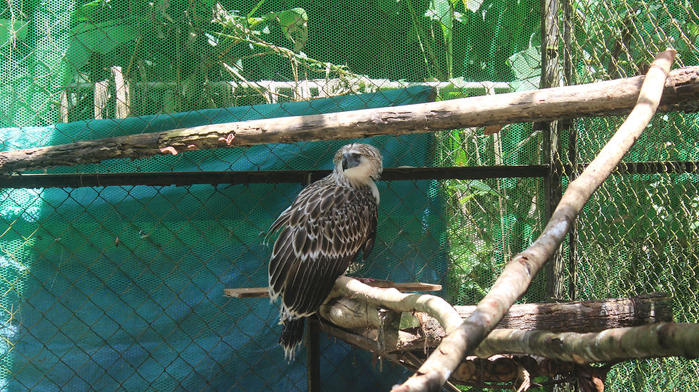 In a protected enclosure, Agsamon, part of PEF's artificial insemination program, could one day be the mother of eagles destined to soar freely.