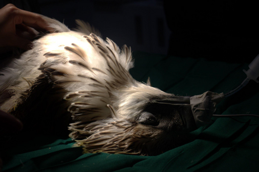 Rescuing a Wounded Juvenile Philippine Eagle from Mt. Kalatungan, Bukidnon