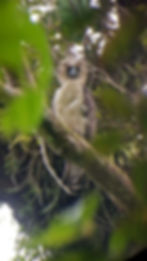 Philippine Eagle Lakpue, sighted in Leyte after her reintroduction.