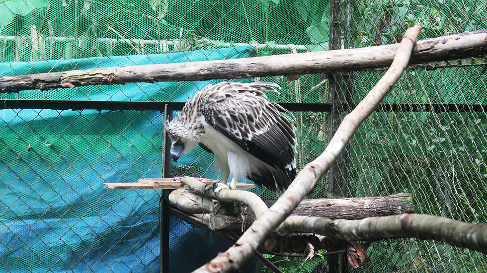 The Eagle That Changed a Hunter
