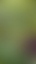 Innovative PhotoDocumentation Accelerates Botanical Research in Philippine Eagle Forests