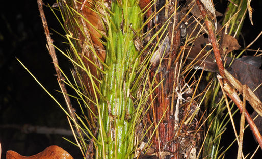CRITICALLY ENDANGERED "LOST" RATTAN REDISCOVERED IN DAVAO DE ORO