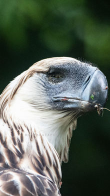 Two Wounded Eagles, and a Warning Written in Their Genes
