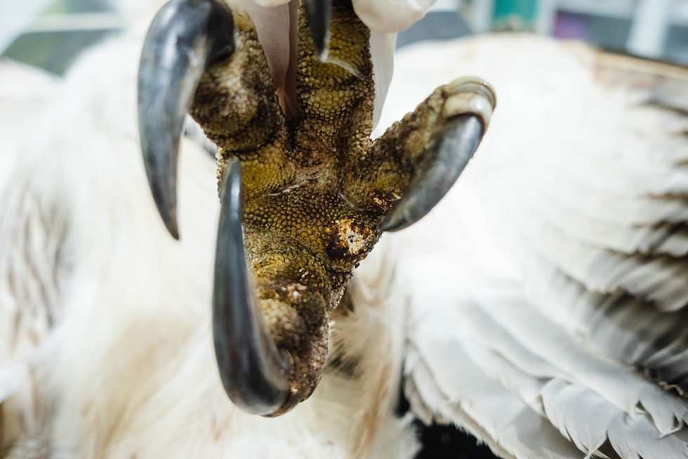 Visible burn injuries on the talons of Philippine Eagle “Salay.” These injuries provide physical evidence consistent with electrocution.