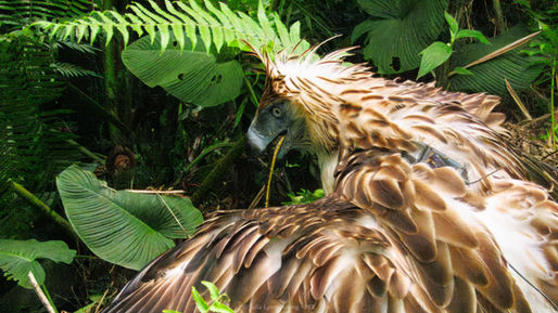 From Cage to Canopy: Lakpue’s Second Chance at Freedom