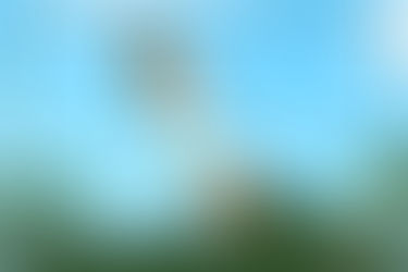 On the Wings of Love: Philippine Eagle Courtship 101