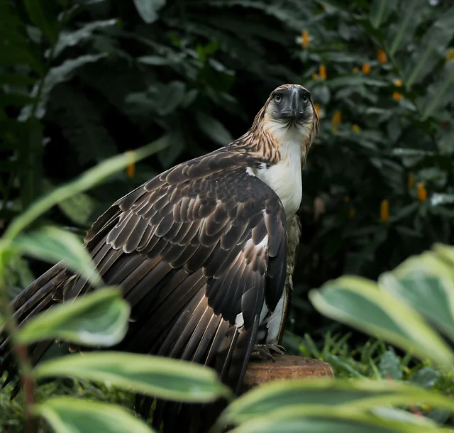 Philippine Eagle Foundation Official Website