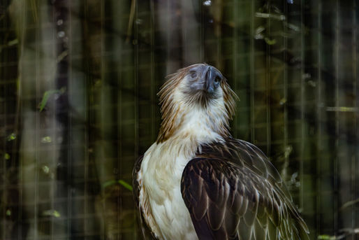 In Quezon City, an old Philippine Eagle becomes a lesson in citizenship, disability and conservation