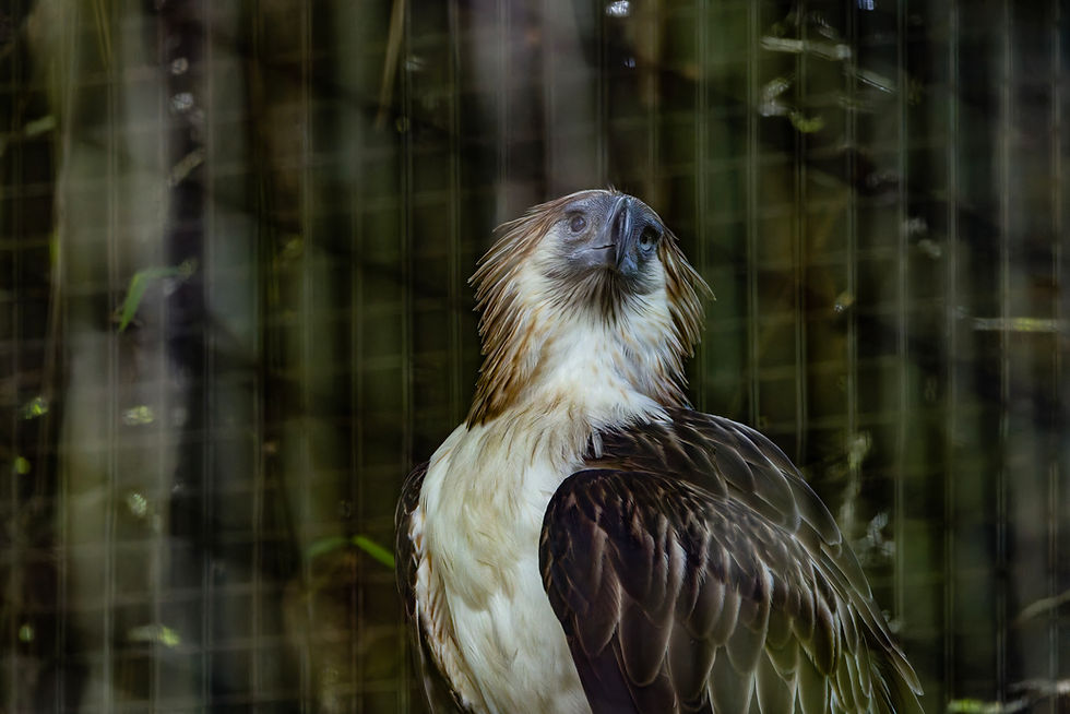 In Quezon City, an old Philippine Eagle becomes a lesson in citizenship, disability and conservation