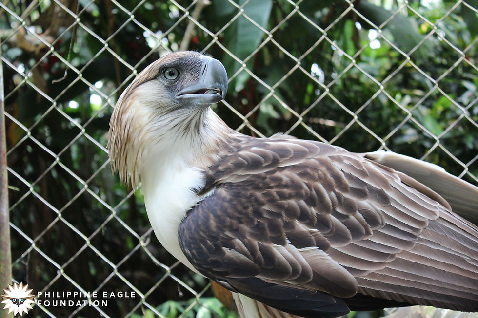 Lakpue spent 22 years under human care before receiving a second chance at life in the wild.