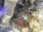The metallic bullet lodged in the subcutaneous layer of her right wing before it was surgically removed.