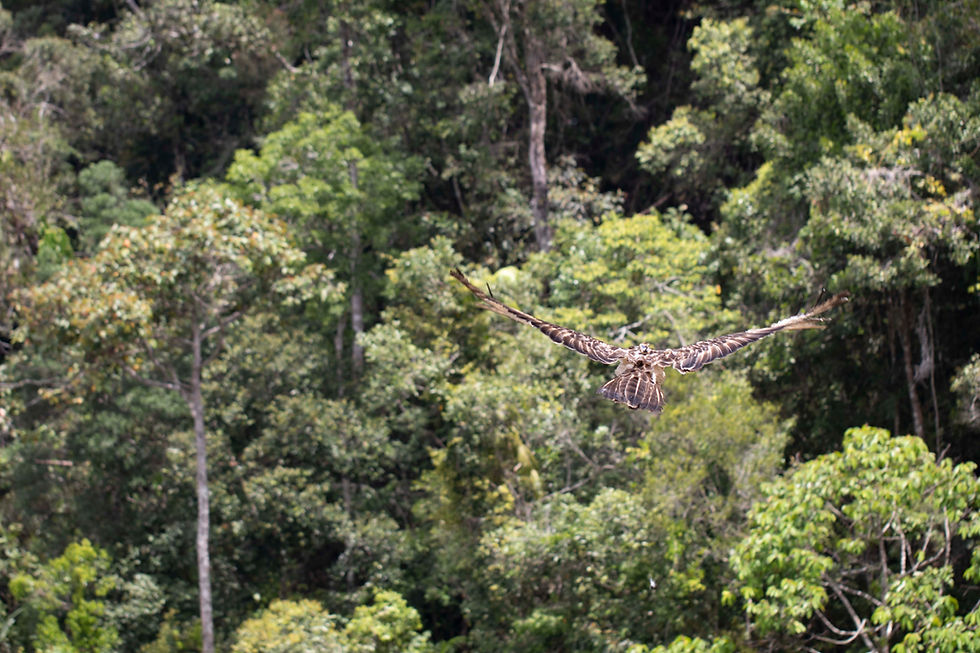 From Trap to Territory: The Philippine Eagles of San Fernando