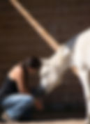 horsetouch1 (2).jpeg