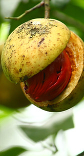 Nutmeg apple opens up slightly from below indicating it's ready to harvest