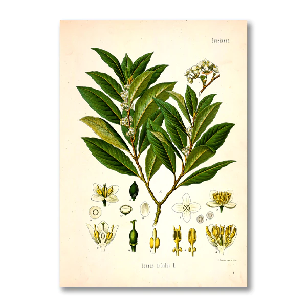 Miniaturebillede: Botanical Canvas Wall Art 