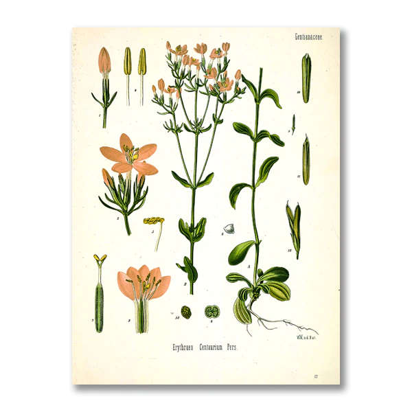 Miniaturebillede: Botanical Canvas Wall Art 