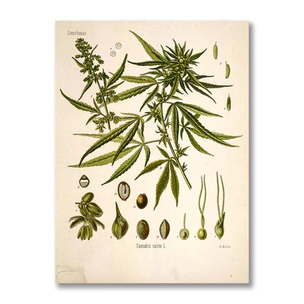 Miniaturebillede: Botanical Canvas Wall Art 