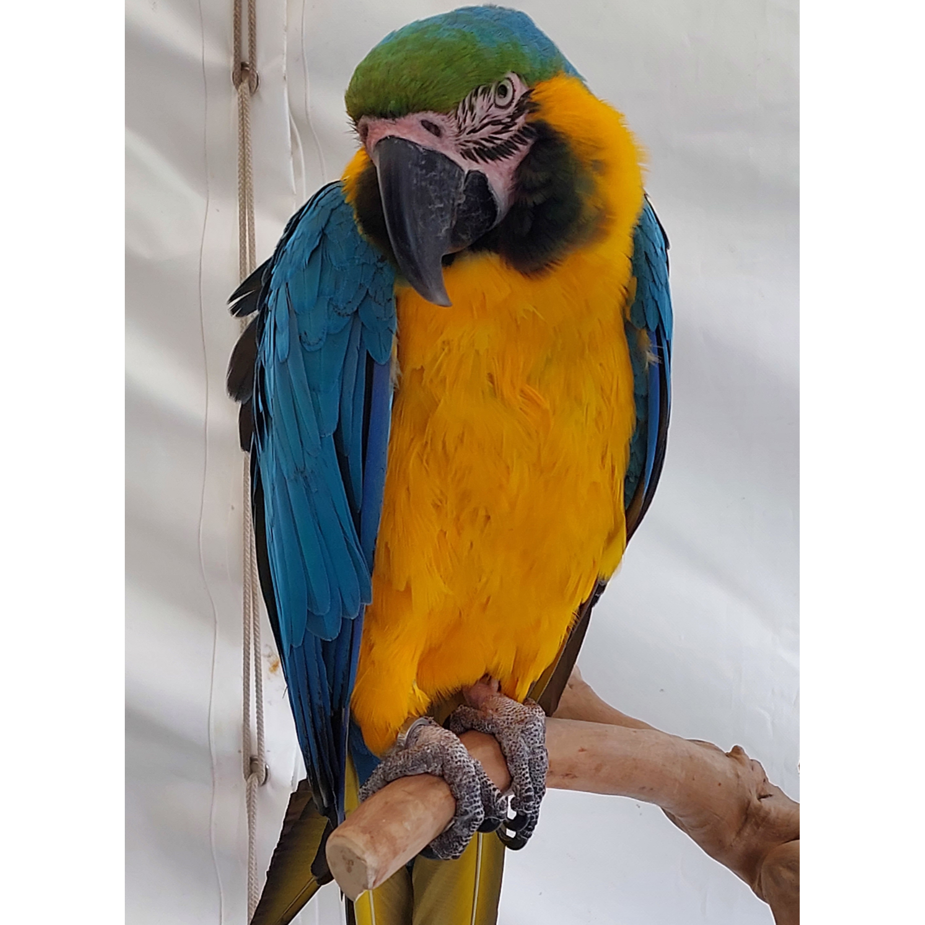 Coco - Blue & Gold Macaw