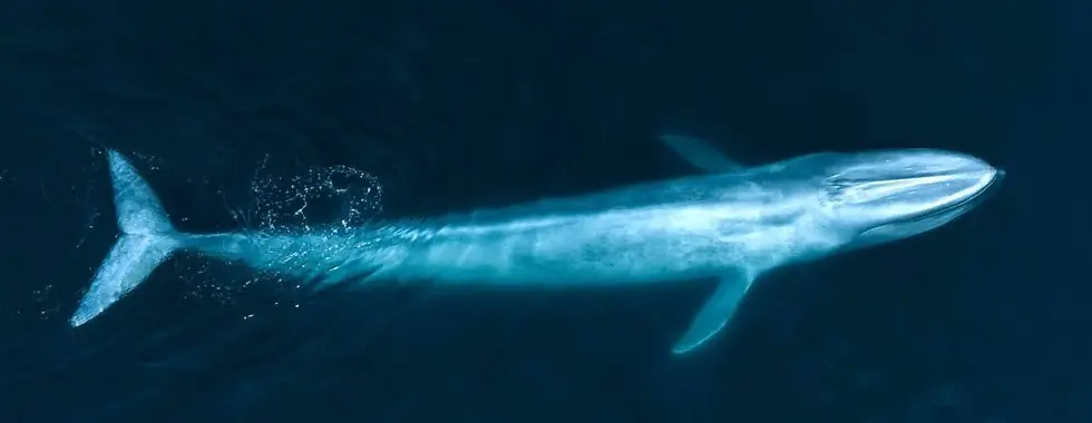 Blue-whale1-1024x397.webp