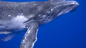 blue whales live in the Bight