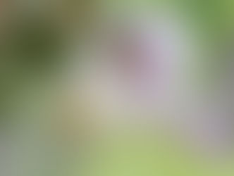 Impatiens - להגיע ליעדים ומטרות מבלי לפספס בדרך את החיים