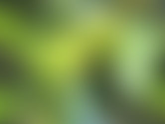 Sweet Chestnut - התמצית שמחזירה את הטעם לחיים