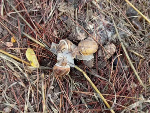 התמצית שמסייעת במעברים, שינויים ורגישות גבוהה - Walnut