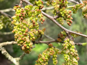 איך פרחי באך עובדים