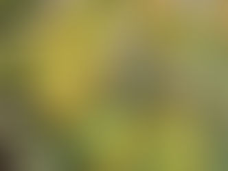 איך פרחי באך עובדים