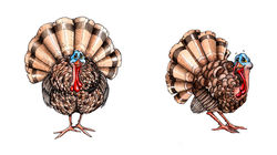 Turkeys