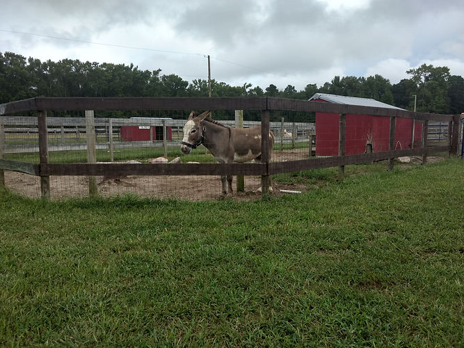 Dominick the donkey.jpg