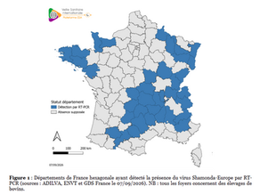 🦠 VIRUS SHAMONDA-EUROPE : VIGILANCE
