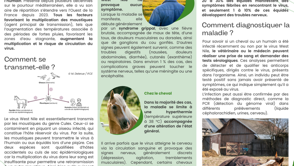 Fièvre du West Nile