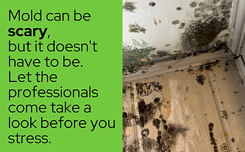 Mold Ad Tyler.png