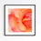 Thumbnail: Peach Rose Macro Photograph: Floral Art Print