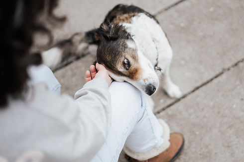 Hundefotografie Schweiz