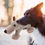 Thumbnail: Large Dog Squeaky Toys Stuffed Animal Dog Plush Toy Dog Interactive Toy - Plush 