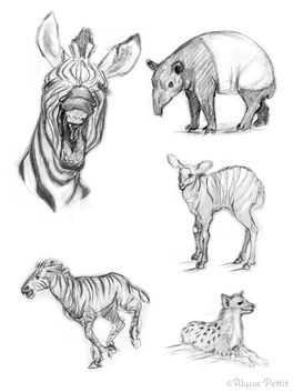 Sketchbook_GeneralZoo.jpg